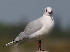 Black-headed Gull