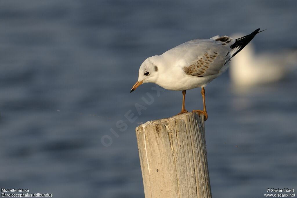 Mouette rieuse1ère année, identification