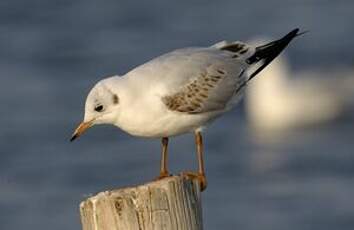 Mouette rieuse