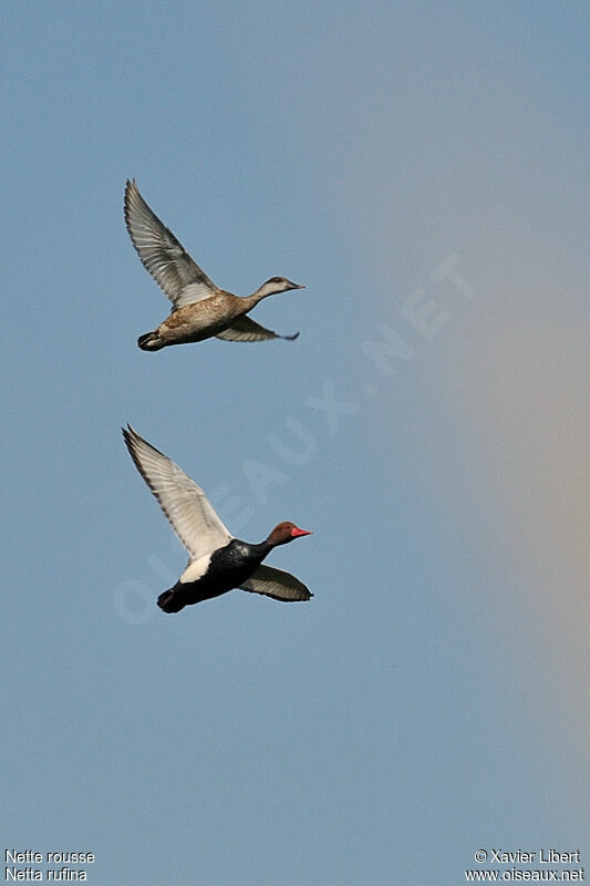 Red-crested Pochard , Flight