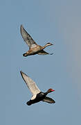 Red-crested Pochard