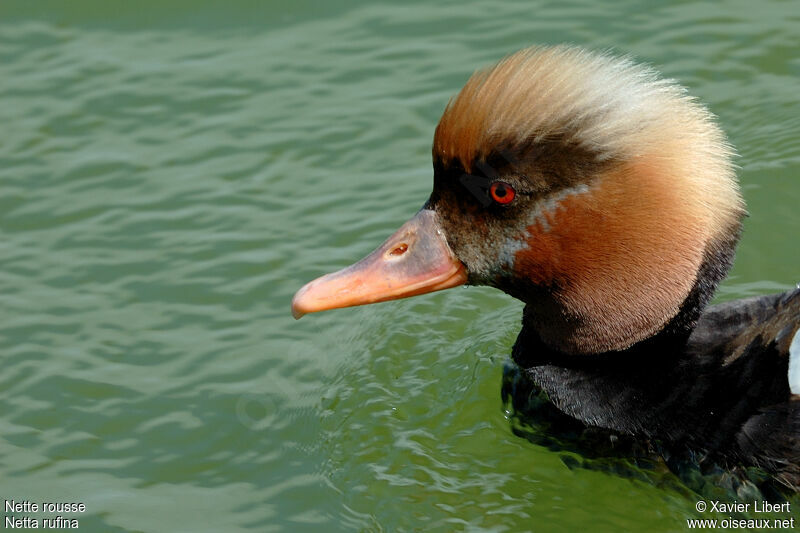 Red-crested Pochard male adult, identification