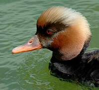 Red-crested Pochard