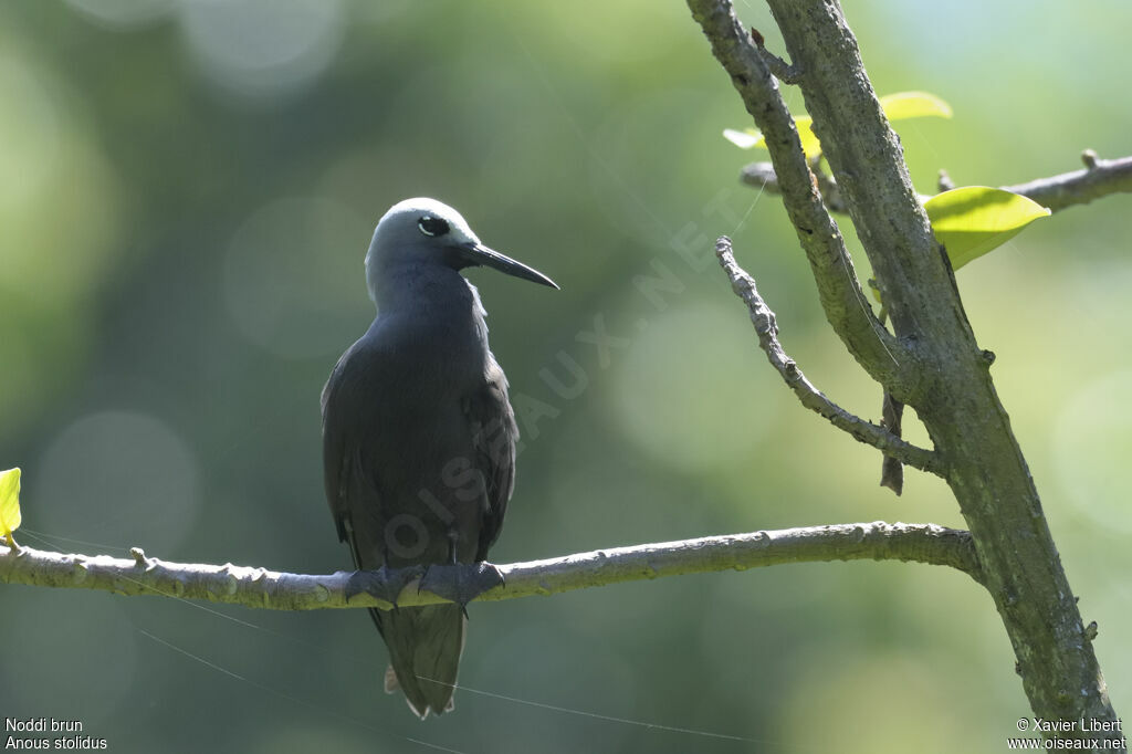 Brown Noddy, identification