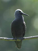 Brown Noddy