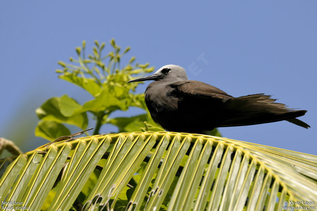 Brown Noddy, identification