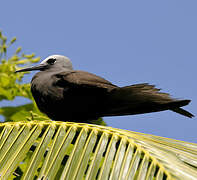 Brown Noddy