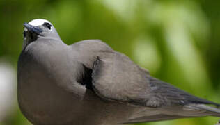 Lesser Noddy