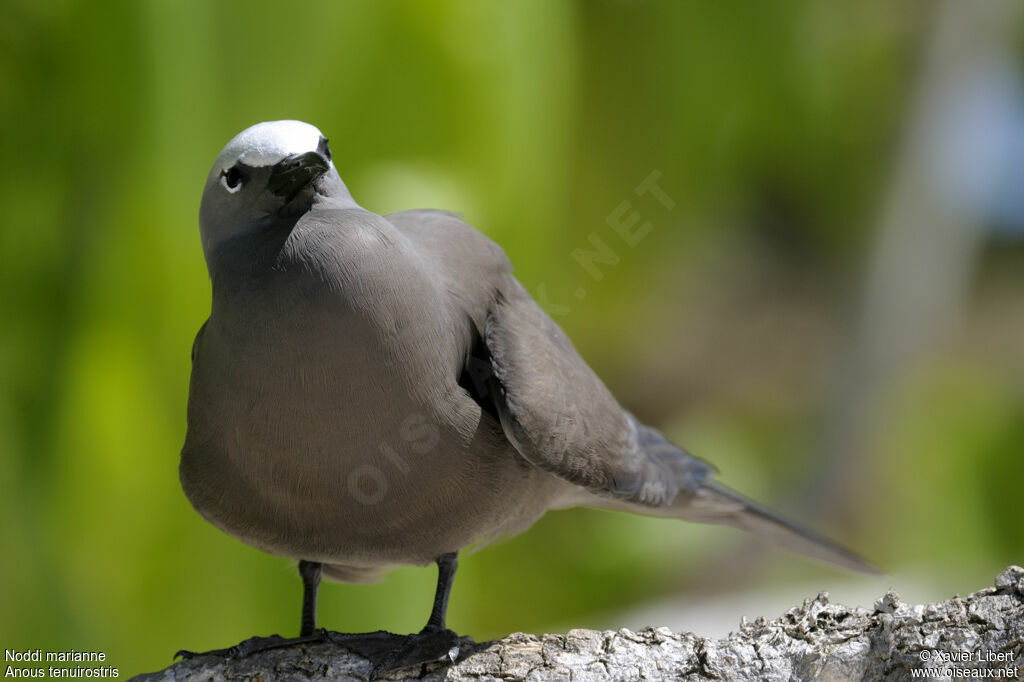 Lesser Noddy, identification