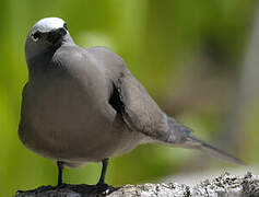 Lesser Noddy