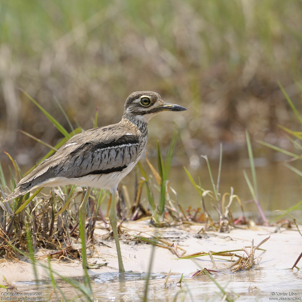 Water Thick-knee, identification