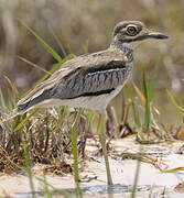 Water Thick-knee