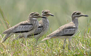 Water Thick-knee