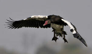 Spur-winged Goose