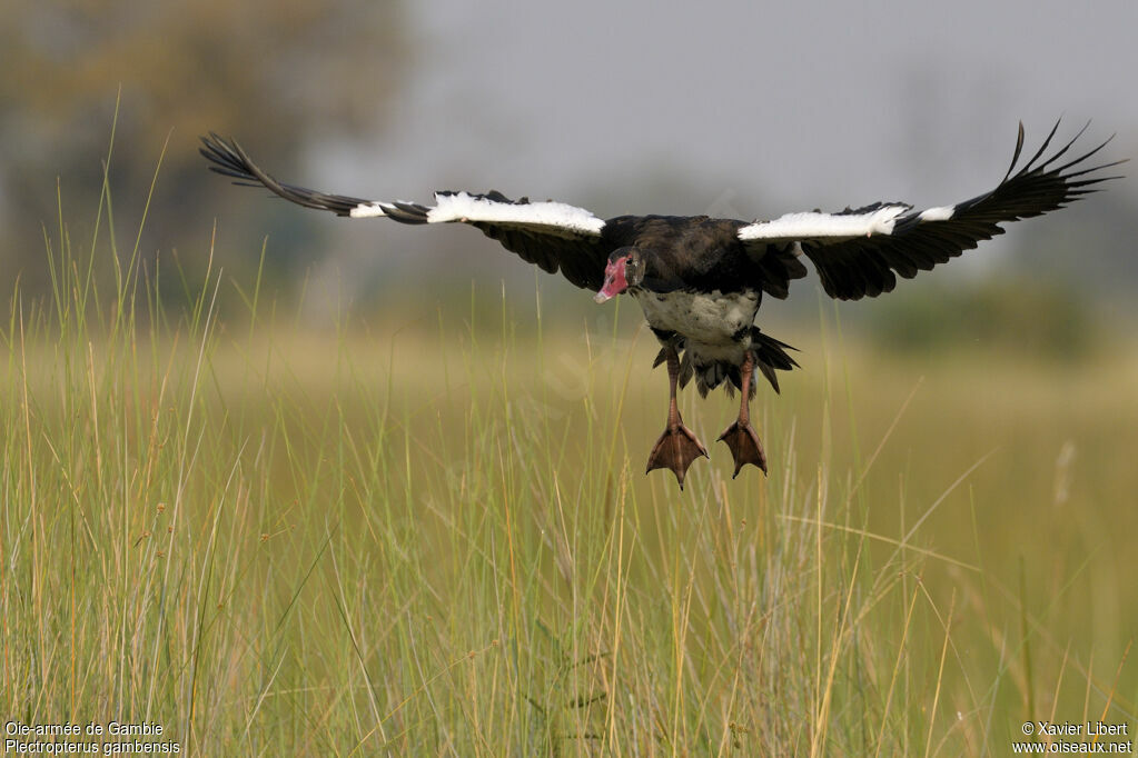 Spur-winged Gooseadult, Flight