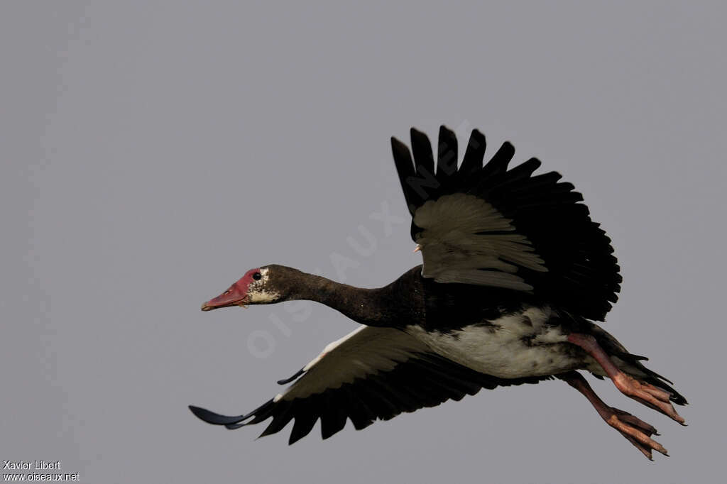 Spur-winged Gooseadult, Flight