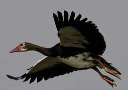 Spur-winged Goose