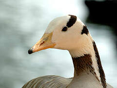 Bar-headed Goose