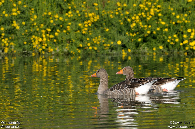 Oie cendréeadulte, identification