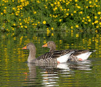 Greylag Goose