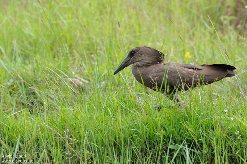 Ombrette africaineadulte, habitat, marche, pêche/chasse