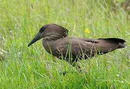 Hamerkop