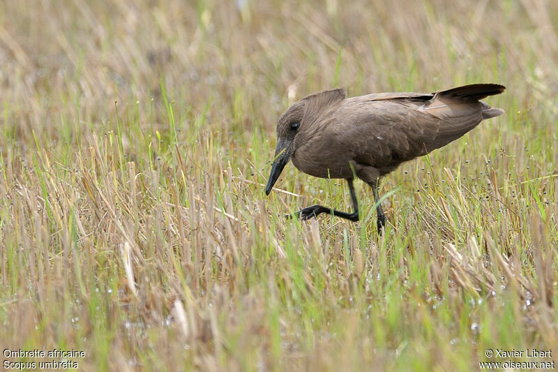 Ombrette africaine, identification