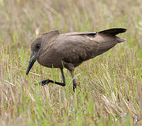 Hamerkop