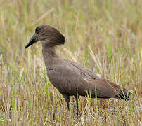 Hamerkop