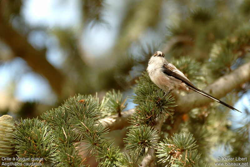 Long-tailed Titadult, identification