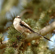 Long-tailed Tit