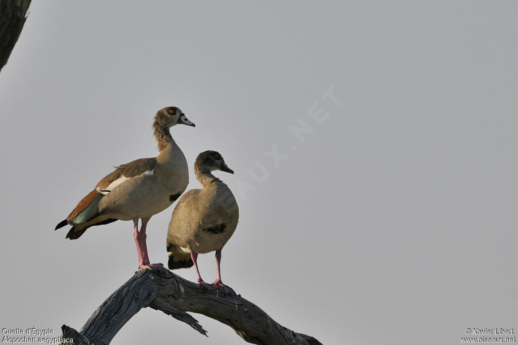 Egyptian Goose adult, identification