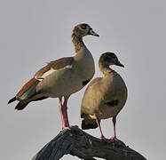 Egyptian Goose