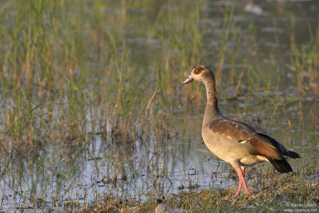 Egyptian Gooseadult, identification