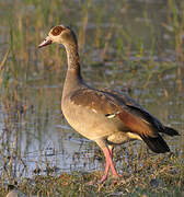 Egyptian Goose