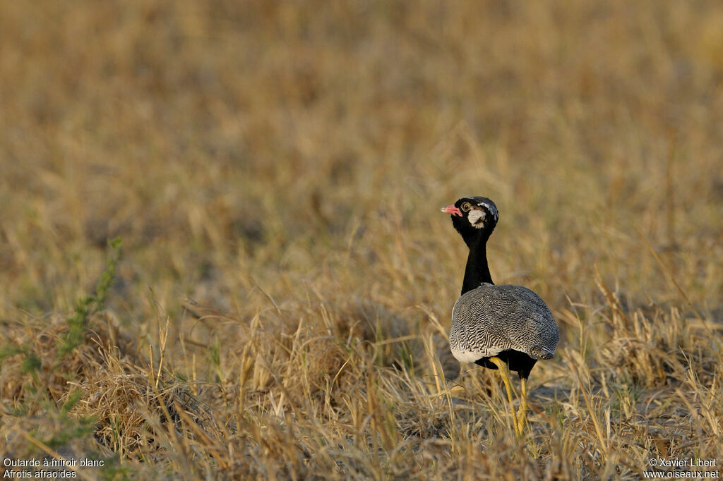 Northern Black Korhaan male adult, identification