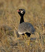 Northern Black Korhaan