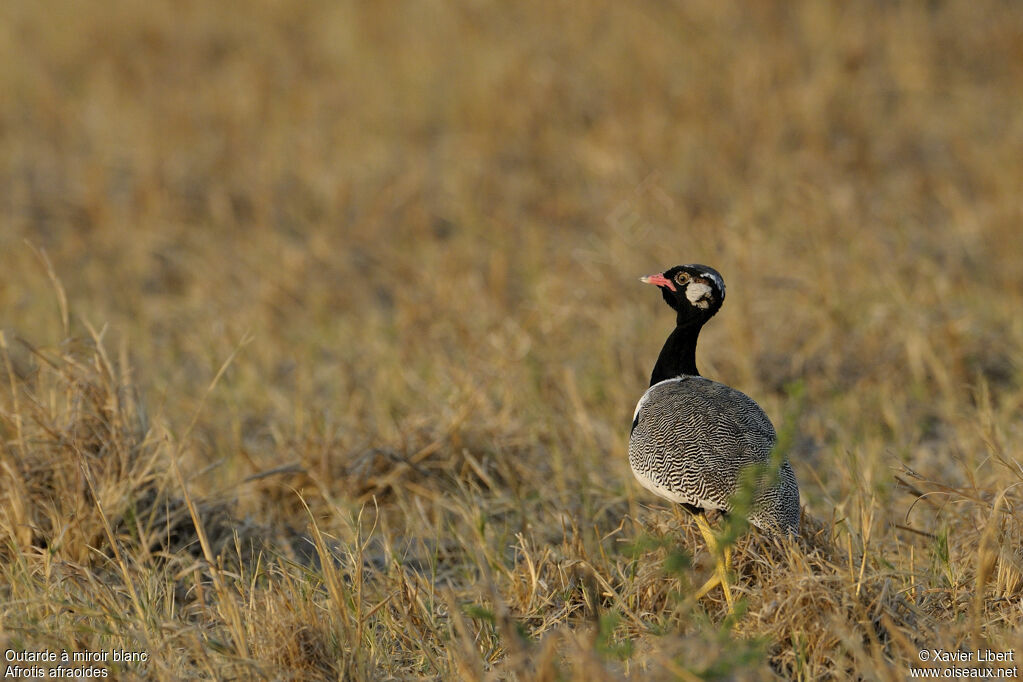 Northern Black Korhaan male adult, identification