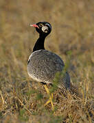 Northern Black Korhaan