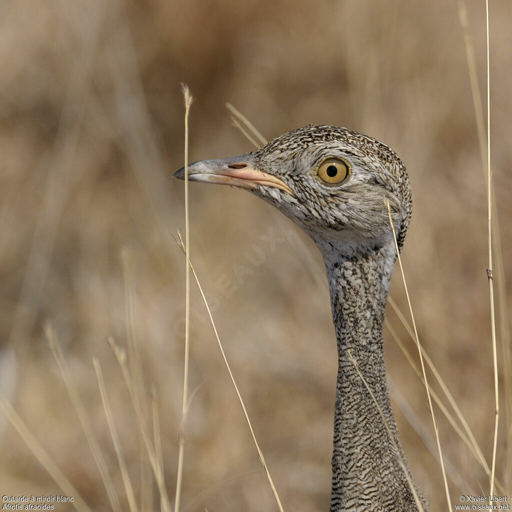 Northern Black Korhaan female adult, identification