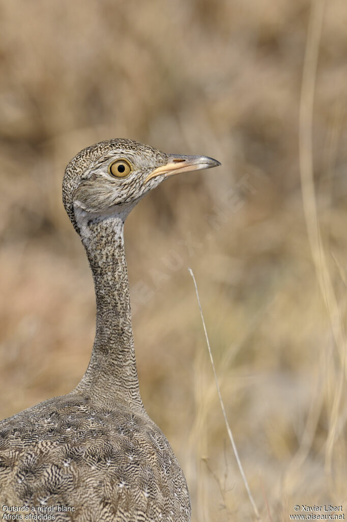 Northern Black Korhaan female adult, identification