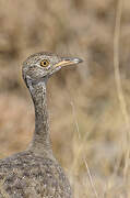 Northern Black Korhaan