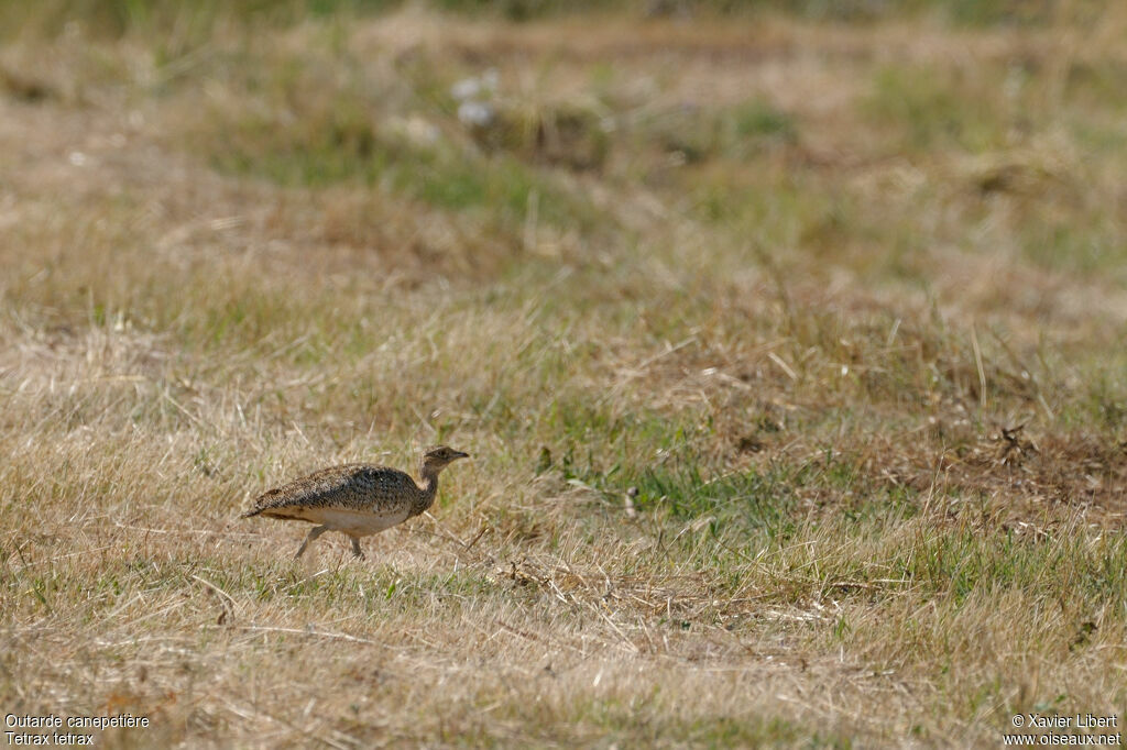 Outarde canepetière femelle adulte, identification