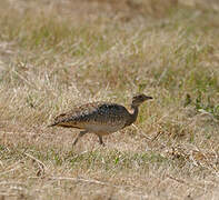 Little Bustard