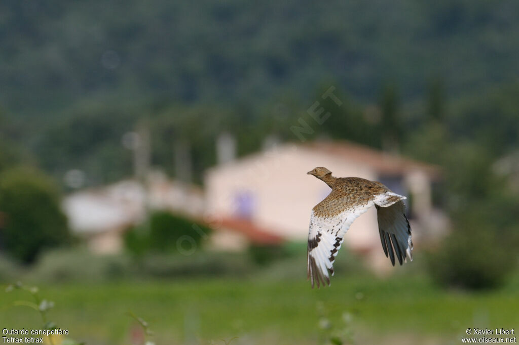 Outarde canepetière femelle adulte, identification