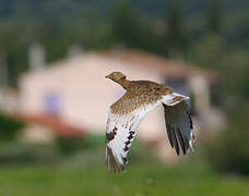 Little Bustard