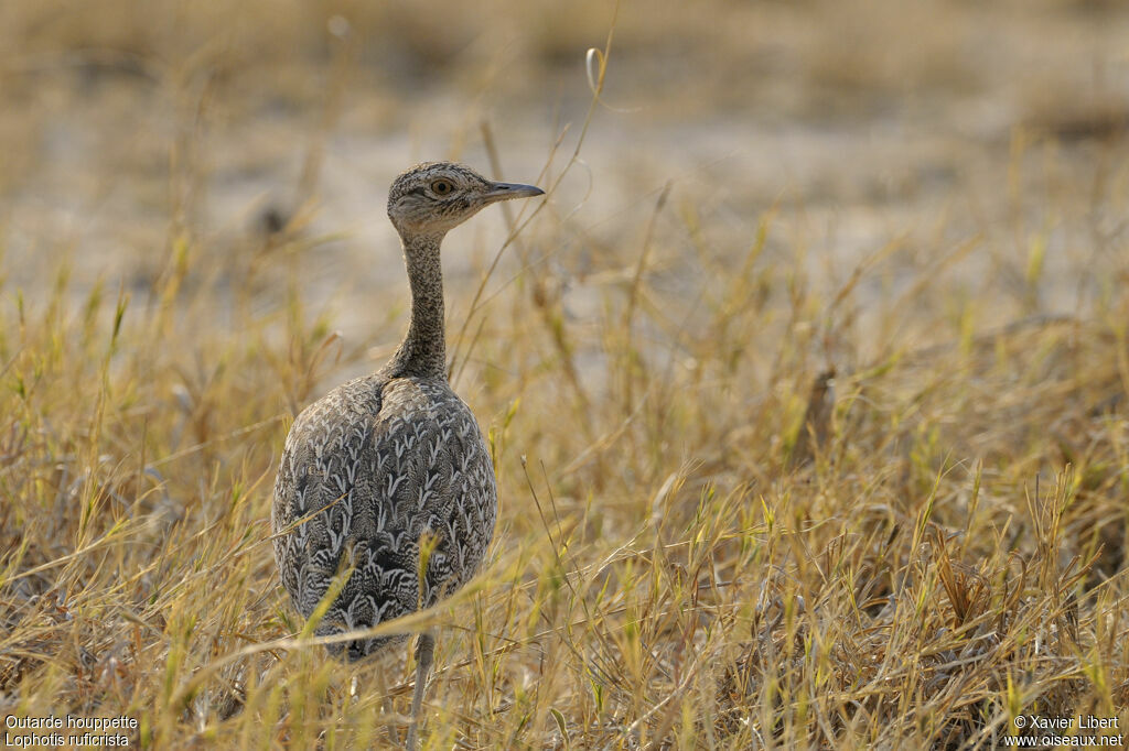 Outarde houppette femelle adulte, identification