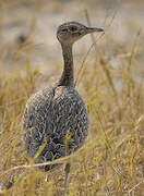 Red-crested Korhaan