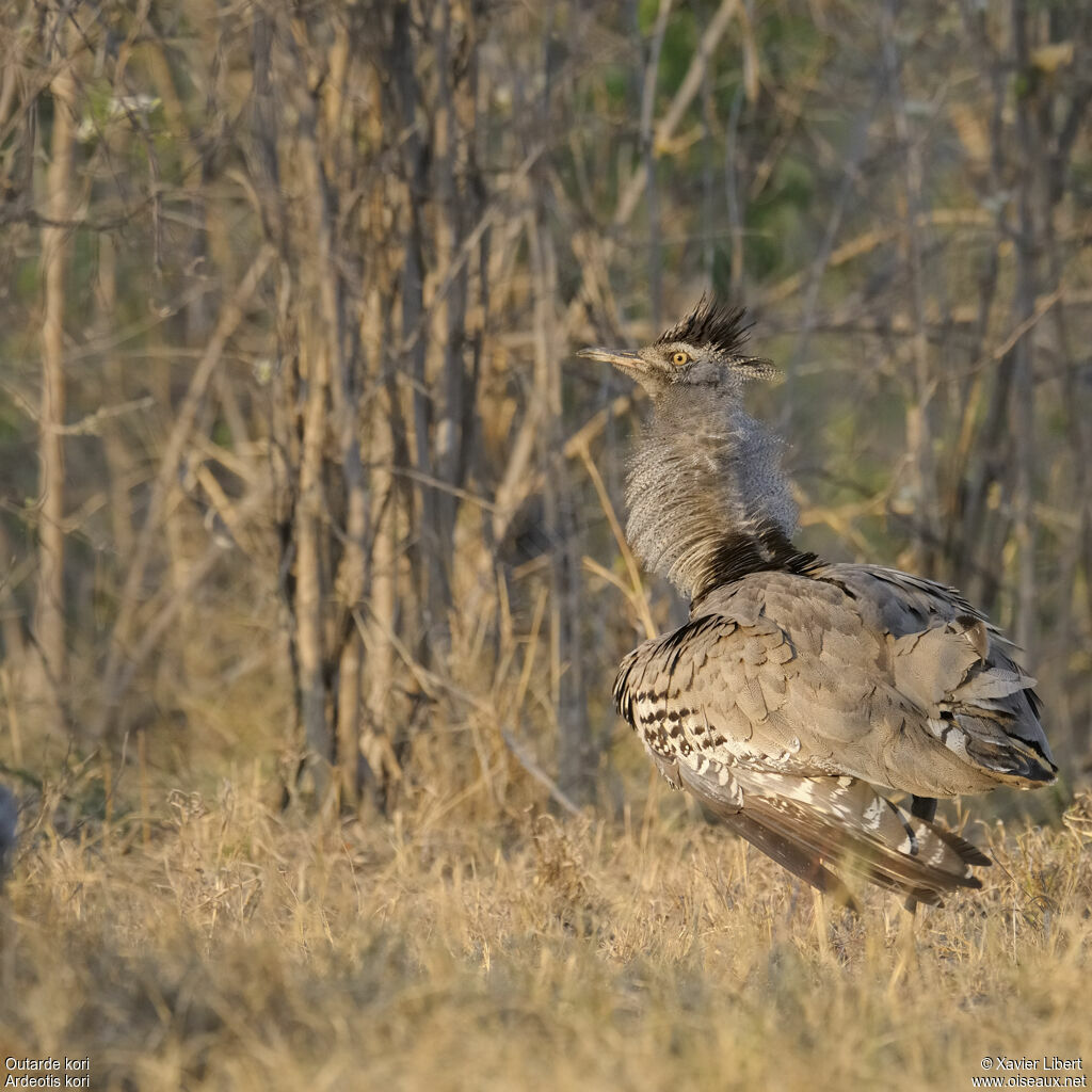 Kori Bustard male adult, identification