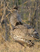 Kori Bustard